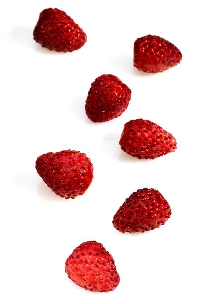 istock Wild Strawberries, fragaria vesca against White Background 1255874046