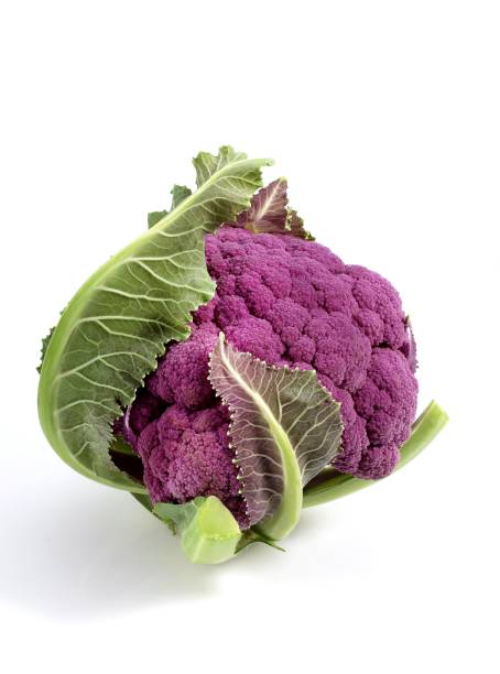 istock Purple Caulliflower, brassica oleracea against White Background 1255874059