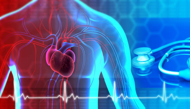 istock Heart in transparent human body 1255874721