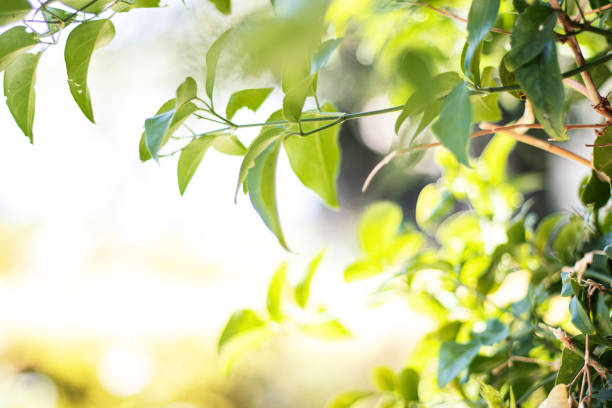 Nature Background With Beautiful Green Bokeh Circles. Horizontal composition with copy space.