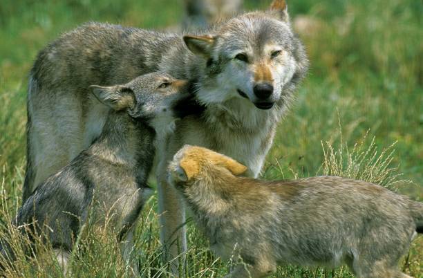 Gray wolf with her cubs
