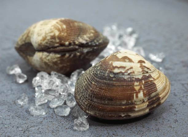 istock Clams, venerupis sp on Ice 1255875233
