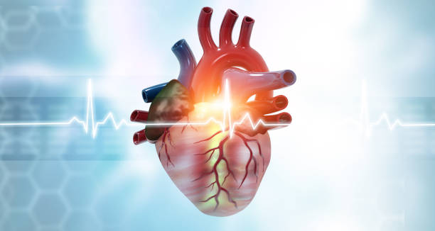 istock Anatomy of human heart on ecg 1255875237