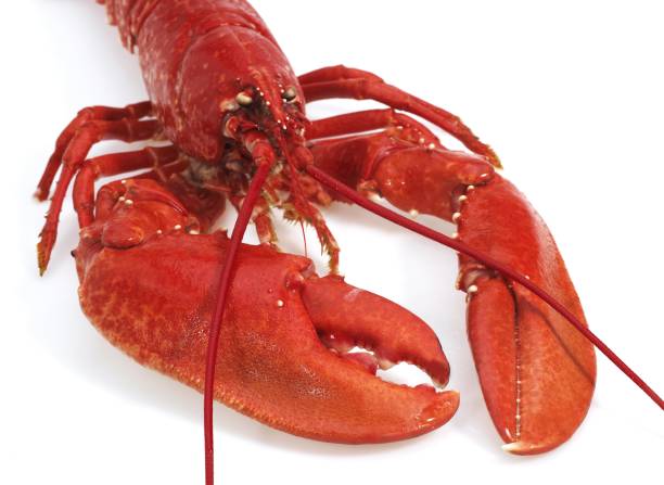 istock Boiled Lobster, homarus gammarus against White Background 1255876567
