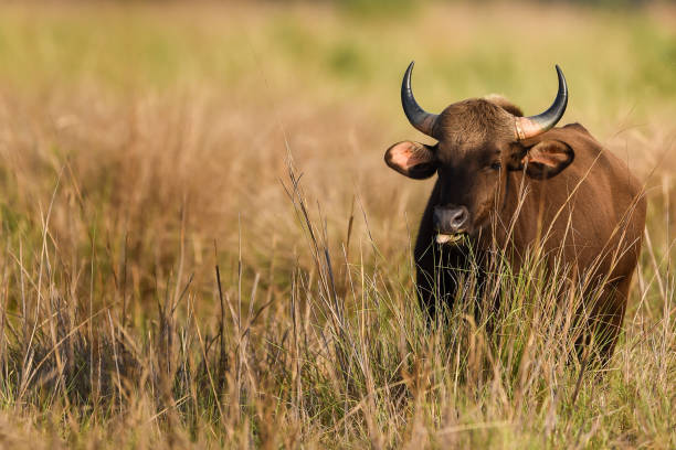 Gaur or Indian Bison or bos gaurus a Vulnerable animal portrait from central india forest Gaur or Indian Bison or bos gaurus a Vulnerable animal portrait from central india forest gaur stock pictures, royalty-free photos & images