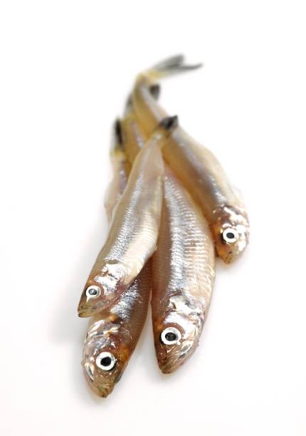 istock Fresh Smelts, osmerus eperlanus against White Background 1255877686