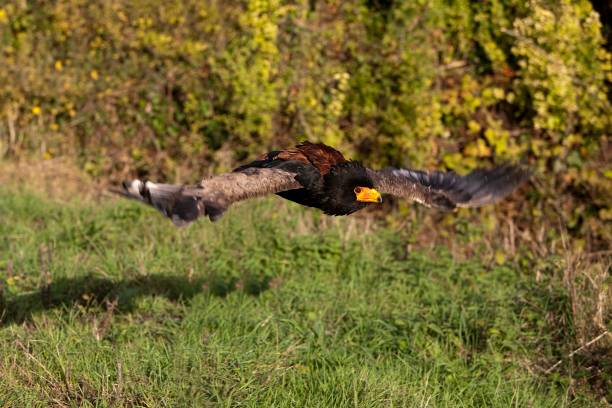 istock Bateleur Eagle, terathopius ecaudatus, Adult in Flight 1255877899