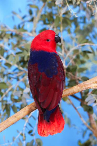 istock Eclectus Parrot, eclectus roratus, Female standing on Branch 1255877924