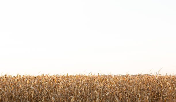 istock field corn dry harvest season farming background 1255877937
