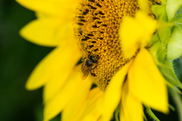 Pollination of bees on a sunflower blossom