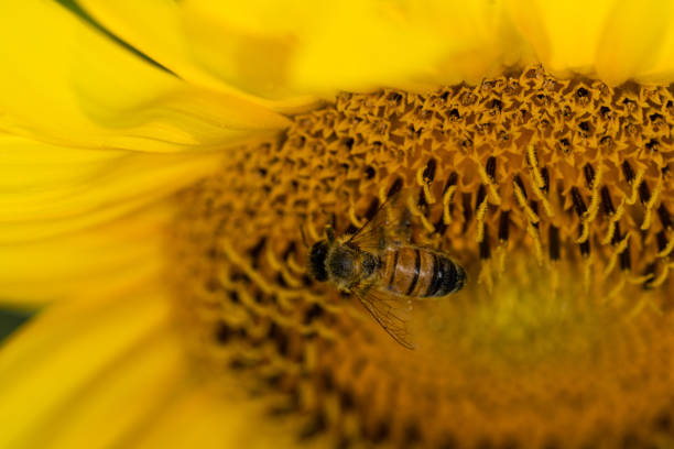 Pollination of bees on a sunflower blossom