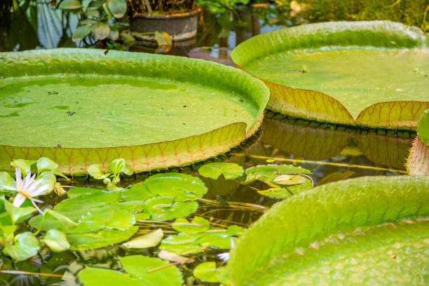 istock Huge green Victoria Amazonica in the water 1255879704