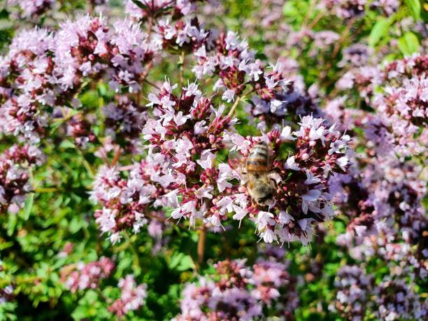 majoram com abelha - herb garden healthy eating freshness marjoram - fotografias e filmes do acervo