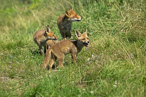 Red Fox, vulpes vulpes, Mother with Cub, Normandy