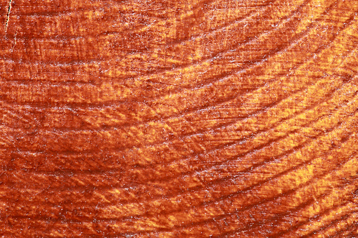 Close-up of tree rings.
