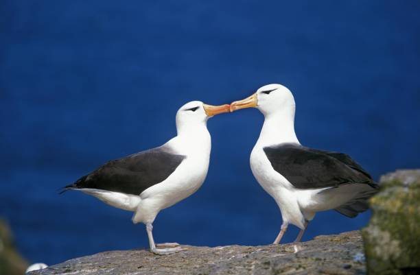 albatro dalle sopracciglia nere, diomedea melanophris, corteggiamento di coppia, passaggio di drake in antartide - albatross foto e immagini stock
