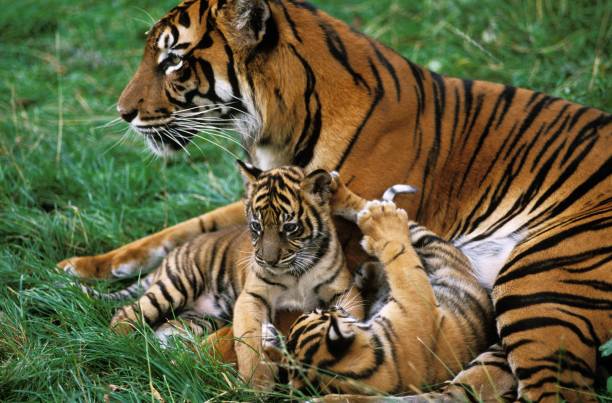 istock Sumatran Tiger, panthera tigris sumatrae, Mother with Cub 1255882253