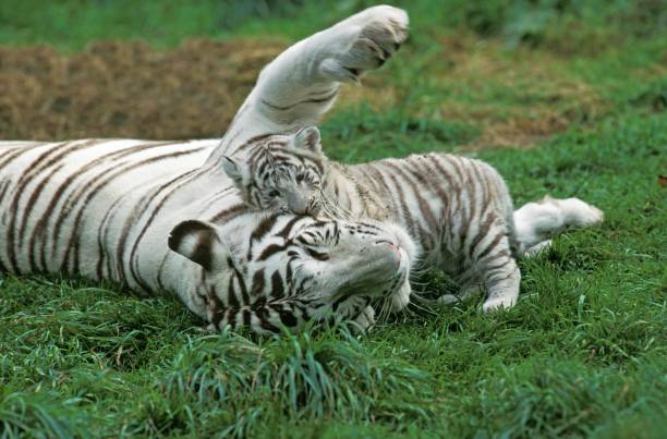 istock White Tiger, panthera tigris, Mother playing with Cub 1255882278