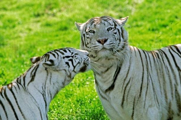 istock White Tiger, panthera tigris, Adults 1255882298