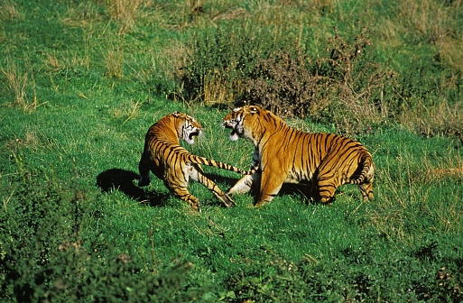 Bengal Tiger, panthera tigris tigris, Adults fighting