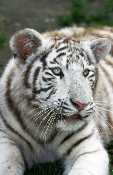istock White Tiger, panthera tigris, Cub 1255882359