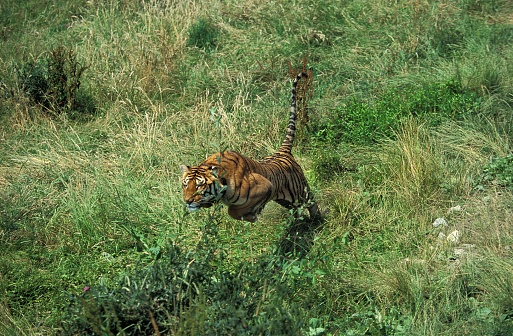 Bengal Tiger, panthera tigris tigris, Adult leaping