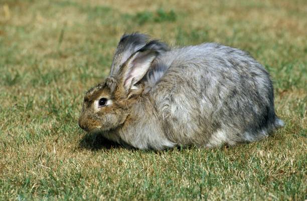 草の上に立つアンゴラウサギ - アンゴラうさぎ ストックフォトと画像