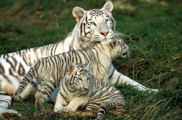 istock White Tiger, panthera tigris, Mother with Cub 1255882435