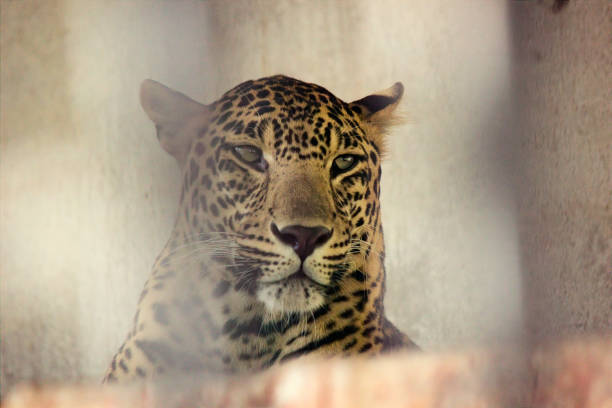 istock A closeup head shot of a Leopard captured in India 1255882553