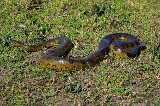 istock Green Anaconda, eunectes murinus, Los Lianos in Venezuela 1255882775
