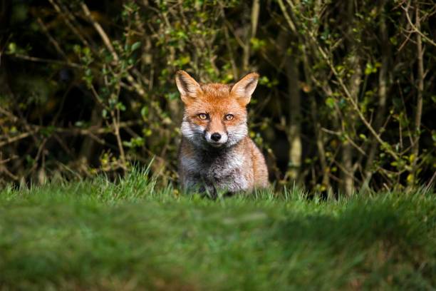 istock Red Fox, vulpes vulpes, Adult standing on Grass, Normandy 1255882923