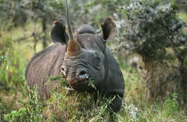 Black Rhinoceros, diceros bicornis, Adult eating Bush, Nakuru Park in Kenya