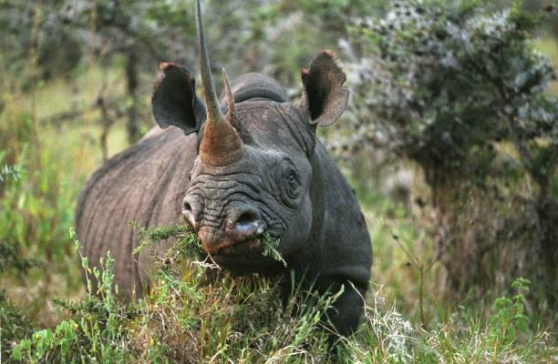 черный носорог, diceros bicornis, взрослый едят буша, nakuru парк в кении - bicornis стоковые фото и изображения