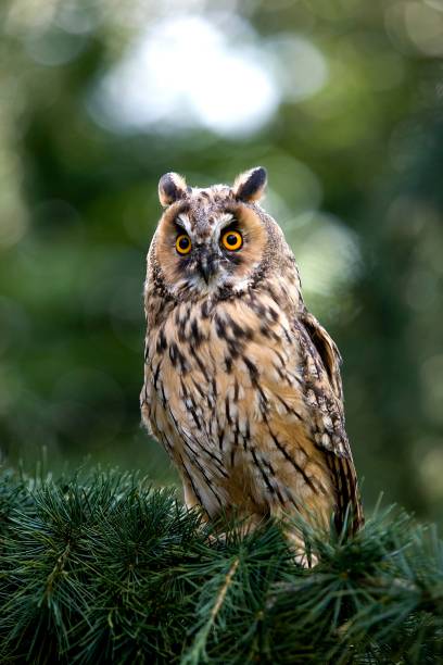 Long-Eared Owl, asio otus, Adult standing on Branch, Normandy