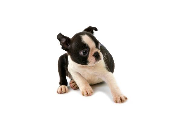 istock Boston Terrier Dog, Pup against White Background 1255884134