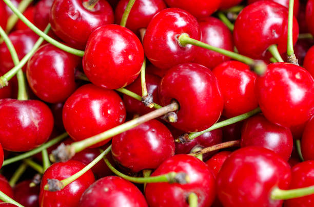 istock Harvest of bright red cherries 1255884367