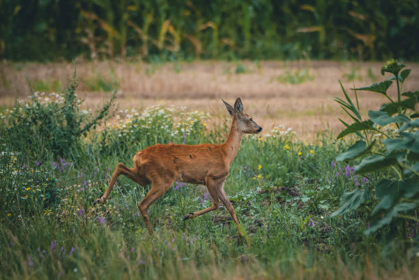 istock A young roe deer eats grass next to a sunflower field 1255887502