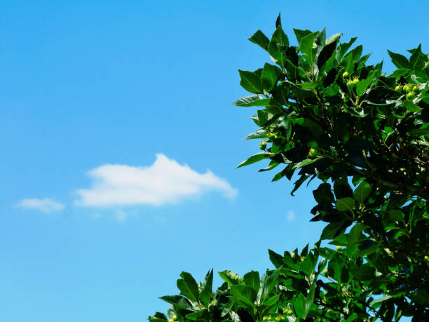 istock waxy deep leaves leaves and clear blue sky background 1255888087
