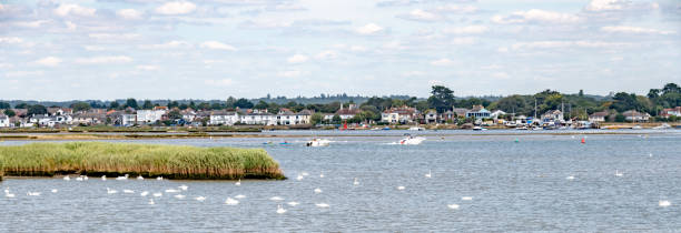 Swans in Christchurch Harbour in Dorset Swans in Christchurch Harbour in Dorset christchurch england photos stock pictures, royalty-free photos & images