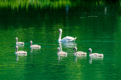 Imbersago, Lecco, Lombardy, Italy: a family of swans on the Adda river