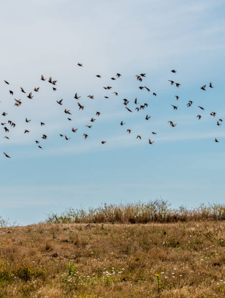 istock A murmuration of starlings 1255889035