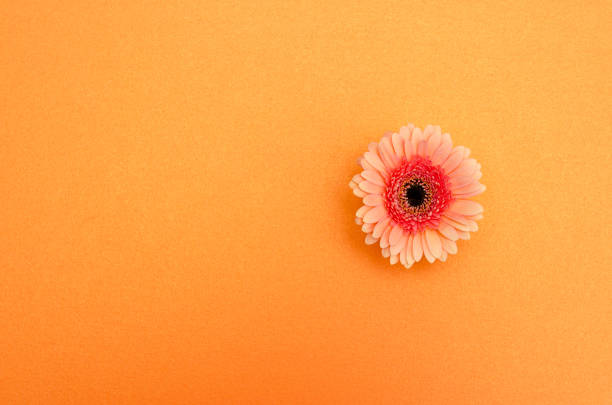 istock Gerbera flower on colored textured paper background 1255889583