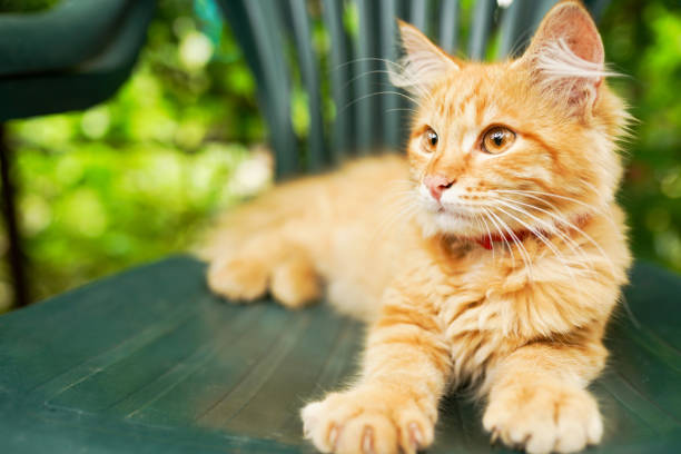 Close up of red cat is lying on the green chair outdoors on a sunny day Close up of red cat is lying on the green chair outdoors on a sunny day intro music photos stock pictures, royalty-free photos & images