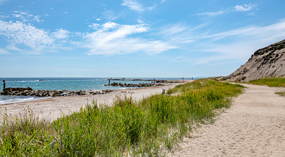 Flowering grass bushes on a sandy beach on the Baltic Sea coast in the village of Yantarny, Kaliningrad region, Russia