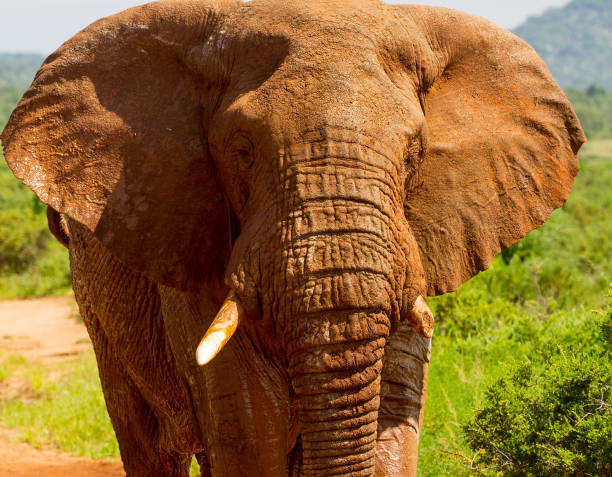 istock Elephant Stock Photo 1255890445