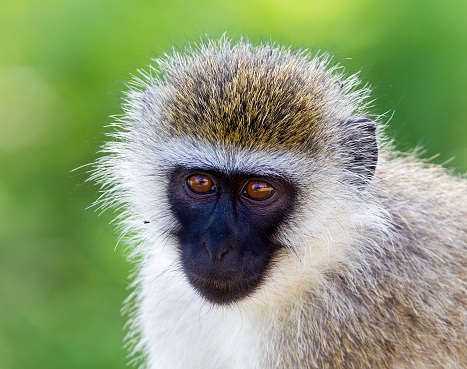 A close-up of a Vervet monkey. Taken in Kenya