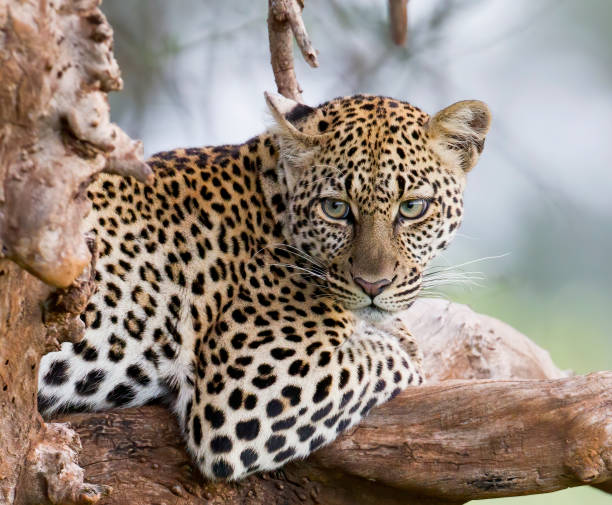 istock Leopard Stock Photo 1255890522