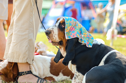 Cute basset dog feeling hot in the summer day.