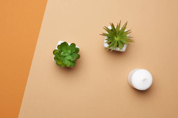 istock ceramic pots with green growing succulents 1255891169
