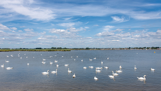 Large flock of swans in Christchurch Harbour